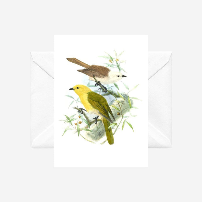 Johannes Keulemans - Card - Yellowhead - Mohua and Whitehead - Popokotea