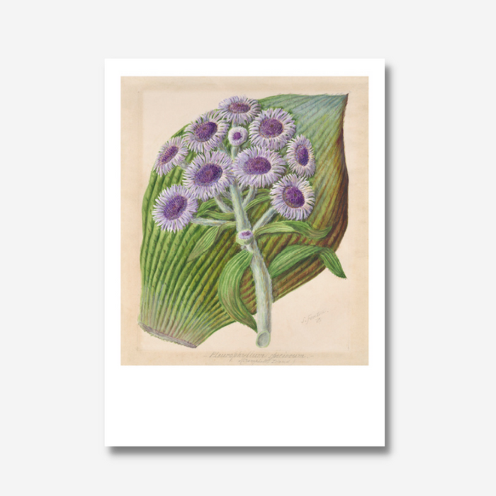 Sarah Featon - Print - Antarctic Daisy