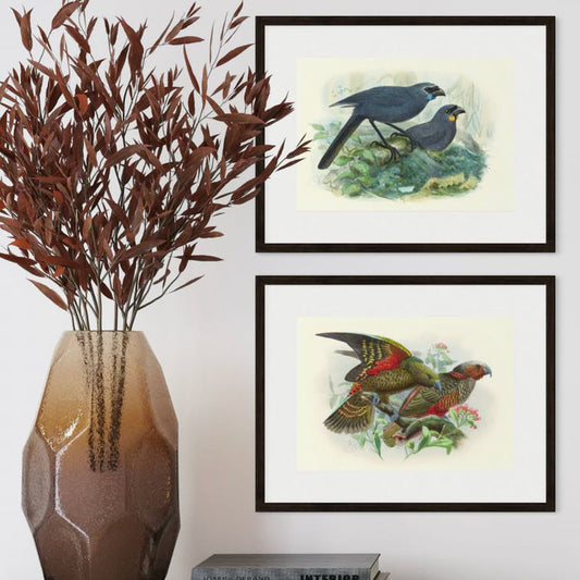 Johannes Keulemans - Print - North Island Kokako and South Island Kokako - Kokako