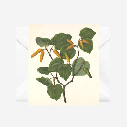 Sarah Featon - Card - Kawakawa