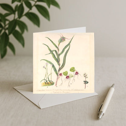 Sarah Featon - Card - Pixie Cap Orchid