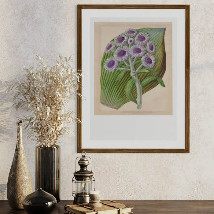 Sarah Featon - Print - Antarctic Daisy