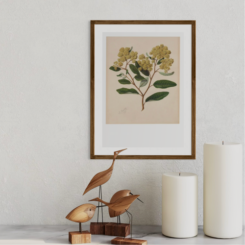 Sarah Featon - Print - Kumarahou